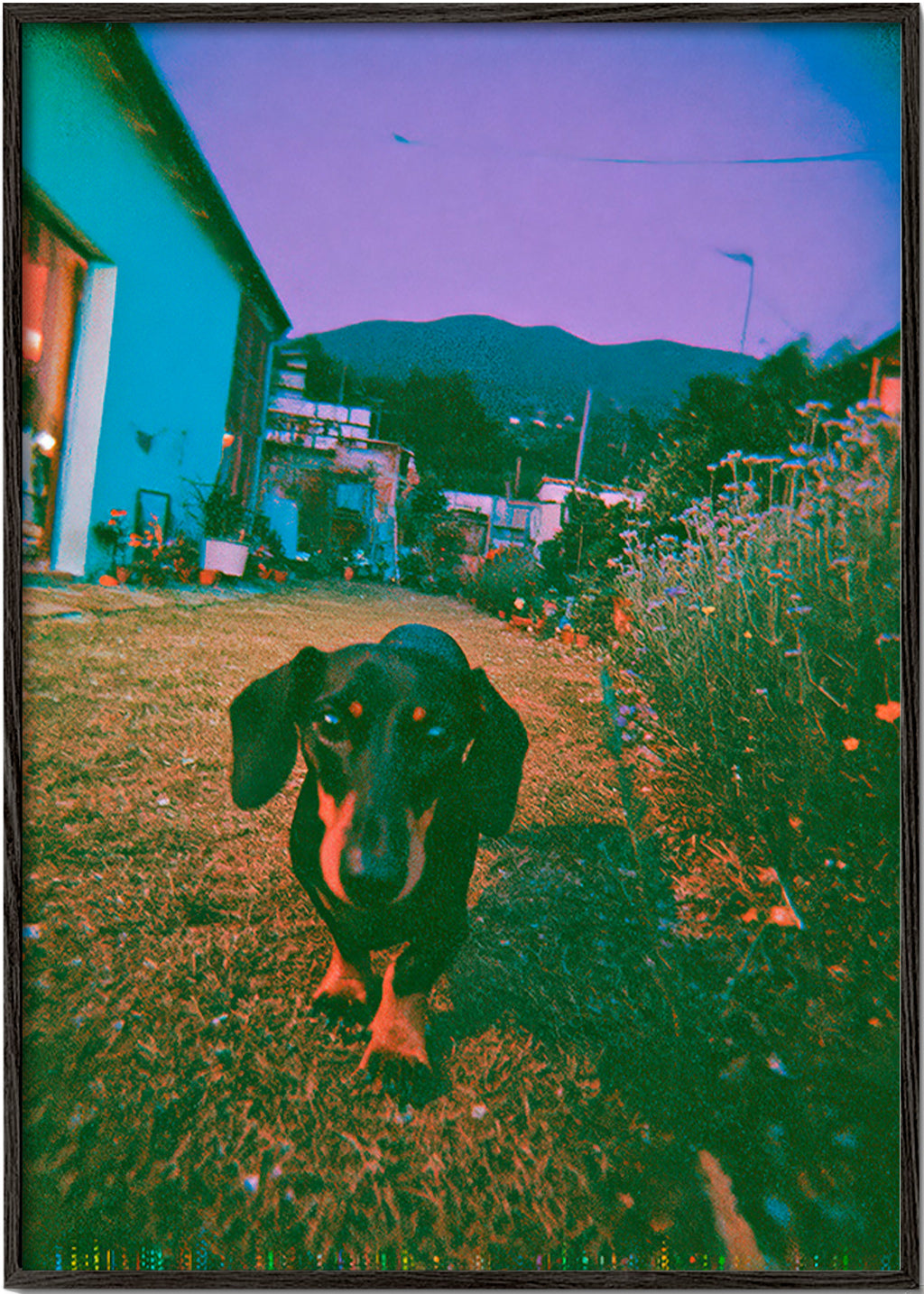 Hund ved skumring fotografi