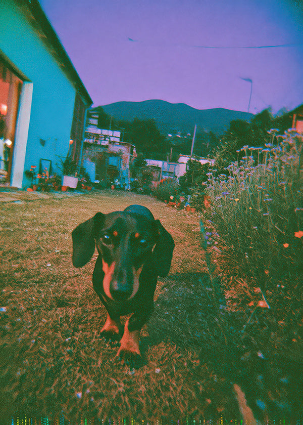 Hund ved skumring fotografi