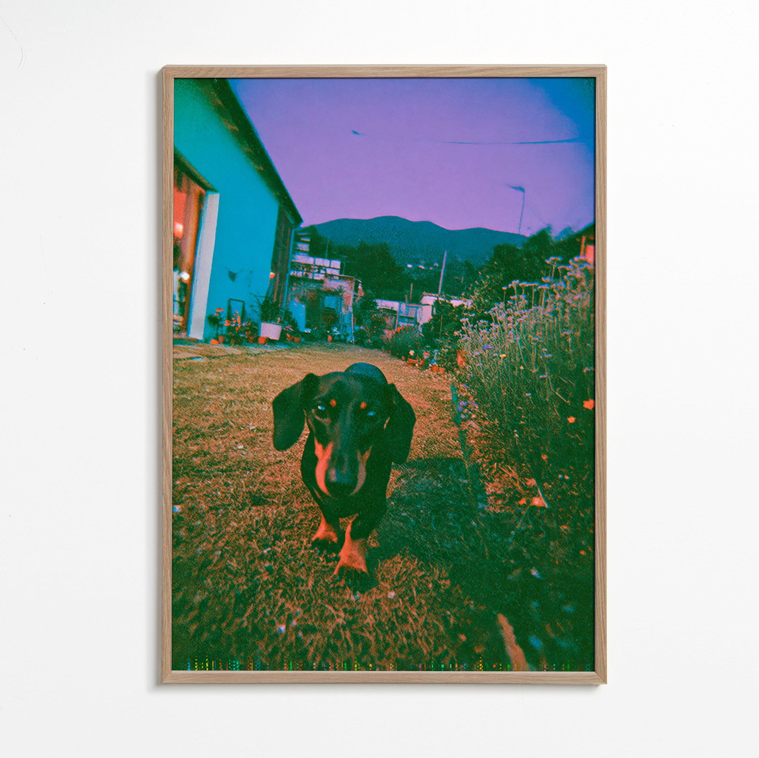 Hund ved skumring fotografi