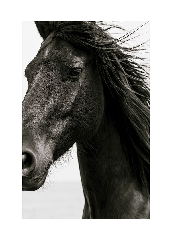Sort hest portræt