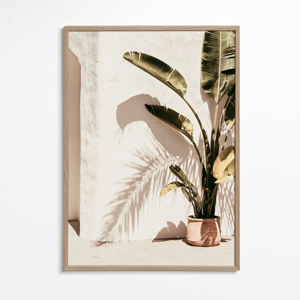 Botanisk plakat: pottepalme