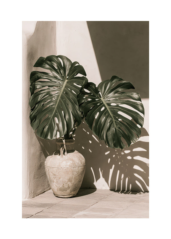 Botanisk plakat Monstera i potte