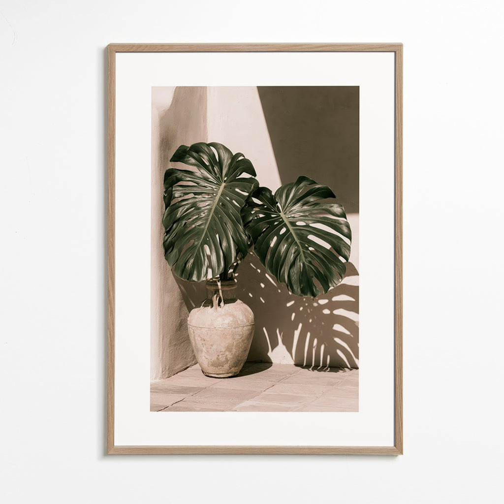 Botanisk plakat Monstera i potte
